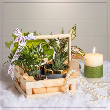 Plant Hampers